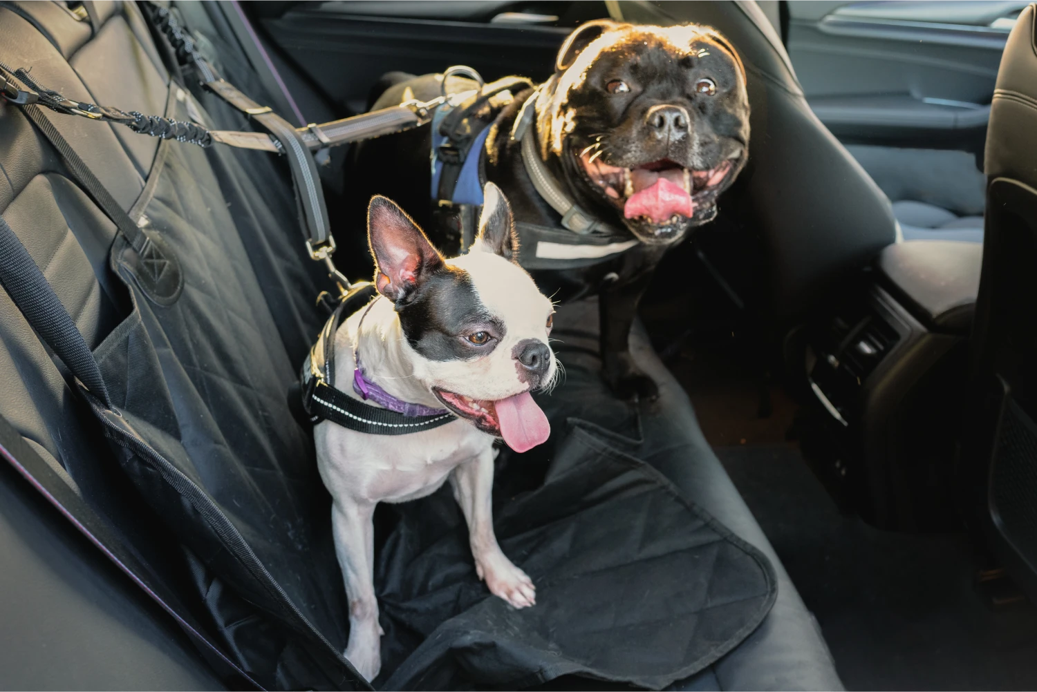Kia Forte Dog Car Seat Belt for Bouviers des Flandres