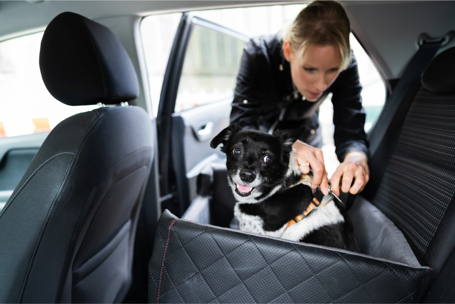 Great Pyrenees  Dog Safety Belt for Honda Accord