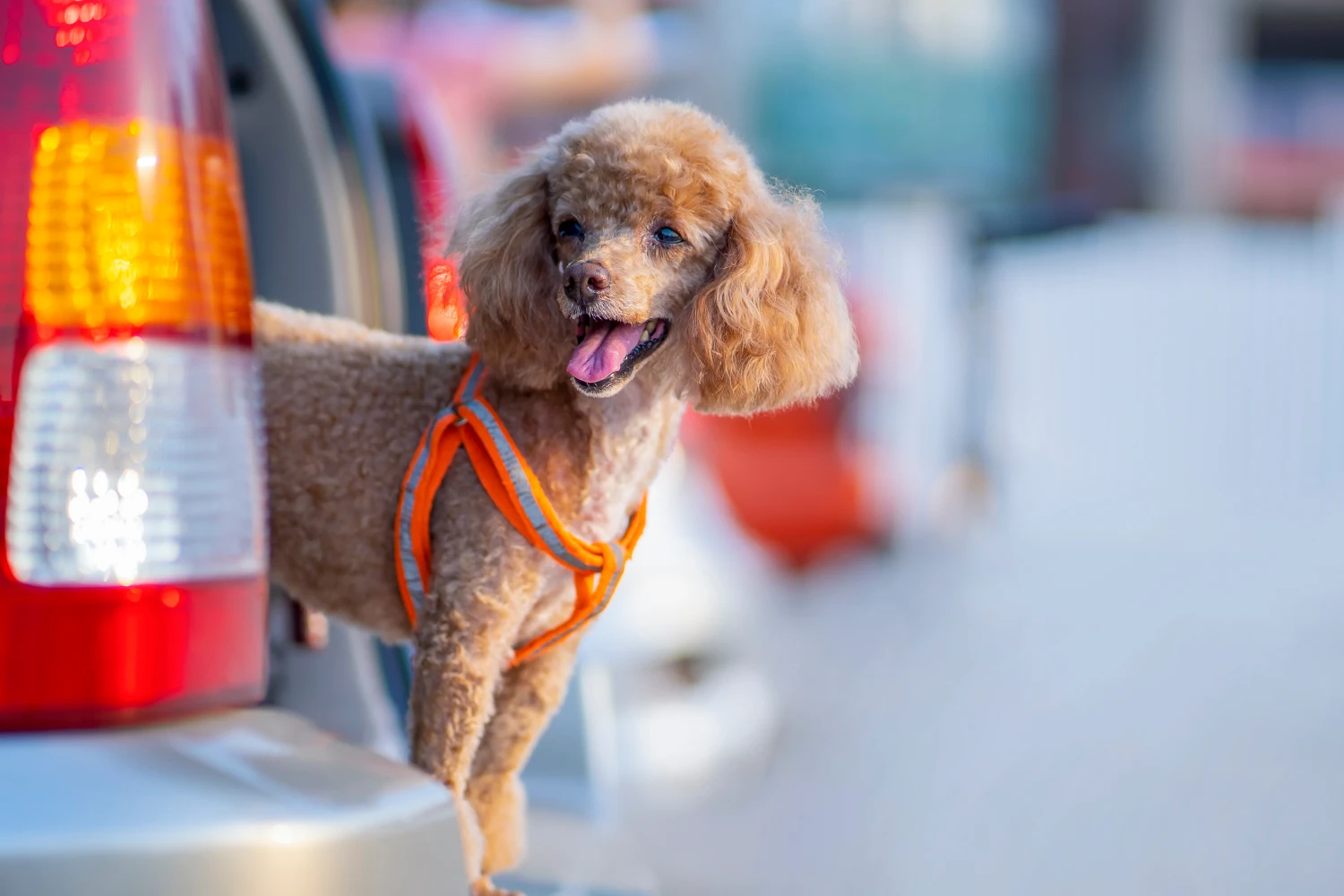 Buick Encore Dog Carrier Car Seat for Toy Poodle