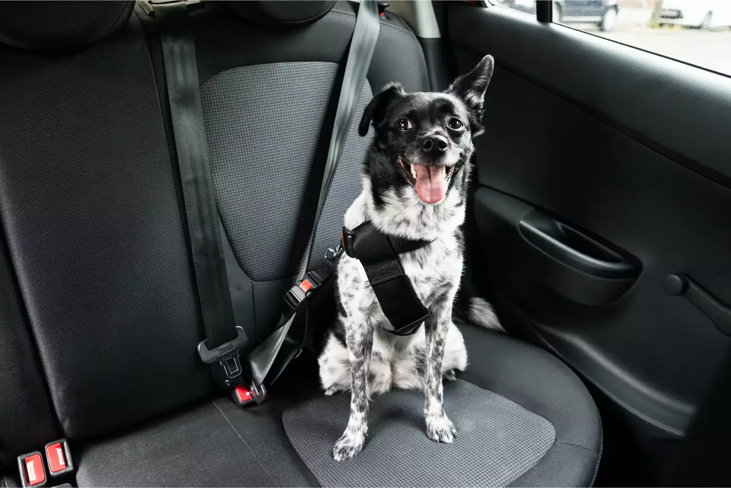 Kia Forte Dog Car Seat Belt for Bouviers des Flandres