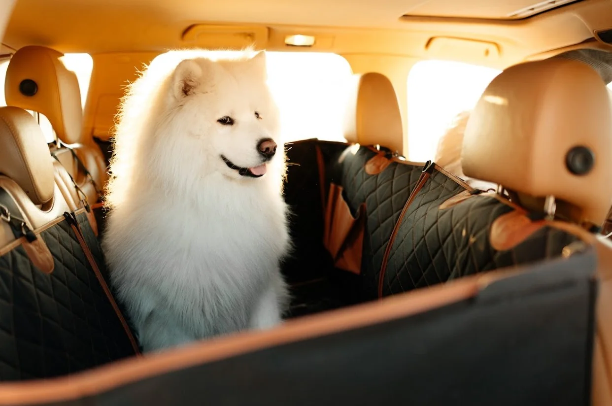 Kia Rio back seat cover for Airedale Terriers