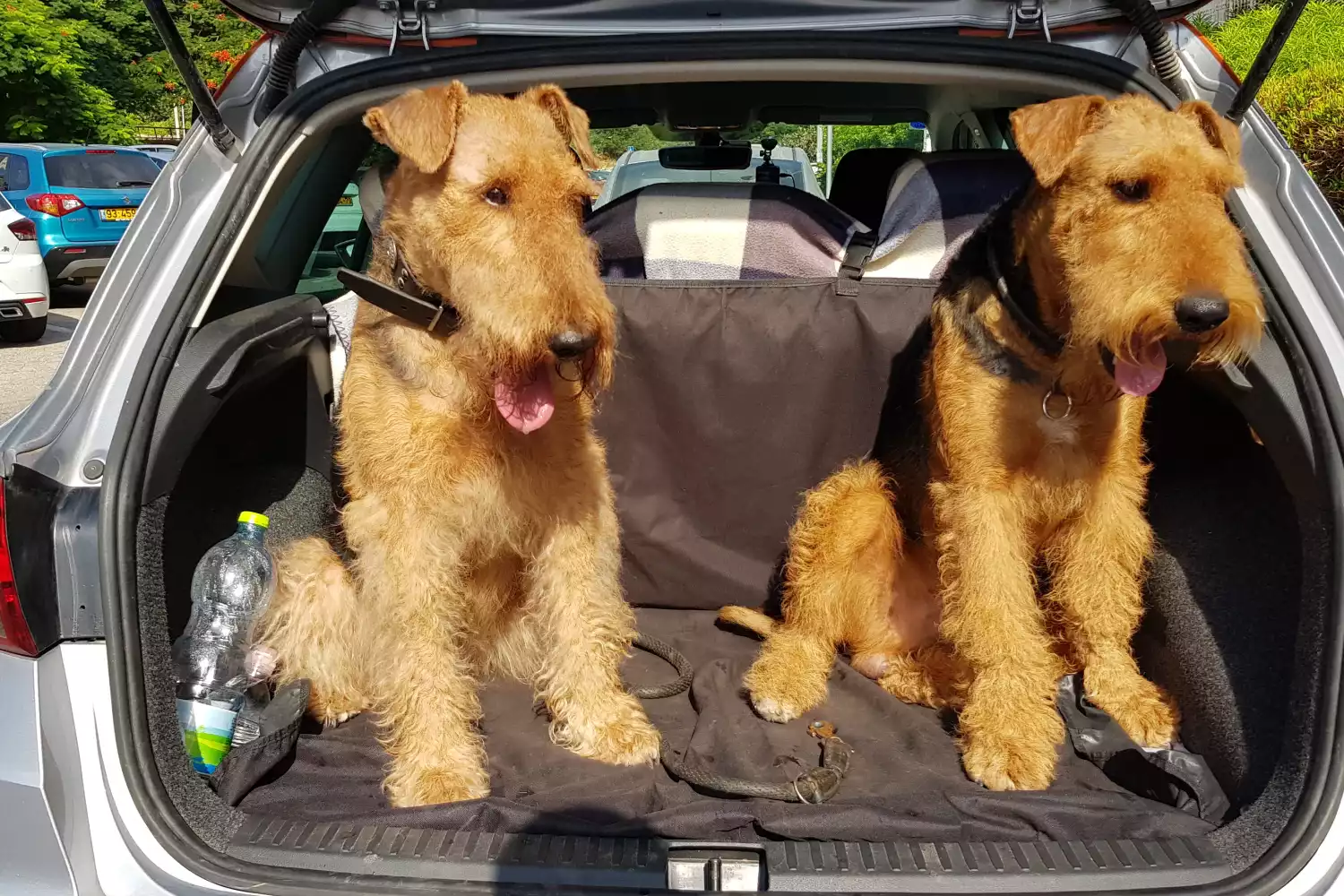 Kia Rio back seat cover for Airedale Terriers